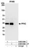 Pyrophosphatase (Inorganic) 2 antibody, A305-539A, Bethyl Labs, Immunoprecipitation image 