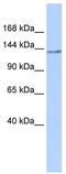 Nuclear factor related to kappa-B-binding protein antibody, TA335698, Origene, Western Blot image 