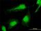 Polycomb group RING finger protein 6 antibody, H00084108-M01, Novus Biologicals, Immunofluorescence image 