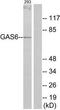 Growth Arrest Specific 6 antibody, TA313913, Origene, Western Blot image 