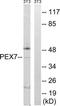 Peroxisomal Biogenesis Factor 7 antibody, TA314328, Origene, Western Blot image 