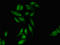 L3MBTL Histone Methyl-Lysine Binding Protein 2 antibody, orb53651, Biorbyt, Immunocytochemistry image 