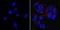 SSEA3 antibody, MA1-020-PE, Invitrogen Antibodies, Immunofluorescence image 