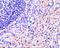RPA Interacting Protein antibody, A11439, Boster Biological Technology, Immunohistochemistry frozen image 