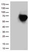 CD5 Molecule antibody, TA802402S, Origene, Western Blot image 
