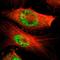 Mediator Complex Subunit 4 antibody, HPA006232, Atlas Antibodies, Immunofluorescence image 