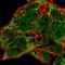Mitochondrial Ribosomal Protein L46 antibody, HPA050166, Atlas Antibodies, Immunocytochemistry image 
