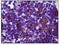 BLK Proto-Oncogene, Src Family Tyrosine Kinase antibody, 32-116, ProSci, Western Blot image 