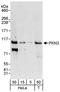 Protein Kinase N3 antibody, A302-453A, Bethyl Labs, Western Blot image 