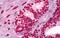Histone H3 antibody, MBS247232, MyBioSource, Immunohistochemistry frozen image 
