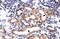 Tripartite Motif Containing 3 antibody, PA5-40957, Invitrogen Antibodies, Immunohistochemistry frozen image 