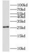 Neurensin-2 antibody, FNab05860, FineTest, Western Blot image 
