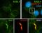 Intraflagellar Transport 27 antibody, 15017-1-AP, Proteintech Group, Immunofluorescence image 