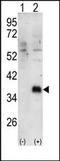 Docking Protein 4 antibody, AP14445PU-N, Origene, Western Blot image 
