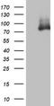 2'-5'-Oligoadenylate Synthetase 2 antibody, CF802786, Origene, Western Blot image 