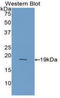 Fatty Acid Binding Protein 2 antibody, LS-C299467, Lifespan Biosciences, Western Blot image 