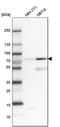Sorting nexin-18 antibody, HPA037800, Atlas Antibodies, Western Blot image 