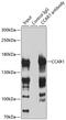 Cell Division Cycle And Apoptosis Regulator 1 antibody, 15-094, ProSci, Immunoprecipitation image 