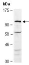 Frizzled Class Receptor 8 antibody, orb67041, Biorbyt, Western Blot image 