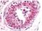 Nuclear Respiratory Factor 1 antibody, orb344627, Biorbyt, Immunohistochemistry paraffin image 