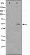Heterogeneous nuclear ribonucleoprotein D0 antibody, orb224399, Biorbyt, Western Blot image 