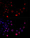 Heterogeneous Nuclear Ribonucleoprotein H2 antibody, 14-733, ProSci, Immunofluorescence image 