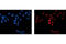Histone H3 antibody, 4069S, Cell Signaling Technology, Immunofluorescence image 