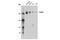 Rho GTPase Activating Protein 31 antibody, 14087S, Cell Signaling Technology, Western Blot image 