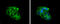 Solute Carrier Family 25 Member 1 antibody, GTX102191, GeneTex, Immunofluorescence image 
