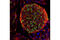 Kinase Insert Domain Receptor antibody, 2479S, Cell Signaling Technology, Immunofluorescence image 
