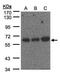 Poly(U)-binding-splicing factor PUF60 antibody, TA308645, Origene, Western Blot image 