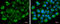 Albumin antibody, GTX102419, GeneTex, Immunocytochemistry image 