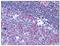 CDw40 antibody, AM08347PU-N, Origene, Immunohistochemistry paraffin image 