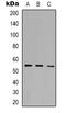 Docking Protein 7 antibody, LS-C368827, Lifespan Biosciences, Western Blot image 