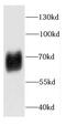 Calcium/Calmodulin Dependent Protein Kinase IV antibody, FNab01236, FineTest, Western Blot image 