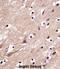 Mitochondria Localized Glutamic Acid Rich Protein antibody, abx028254, Abbexa, Immunohistochemistry paraffin image 