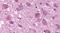 Neuropeptide Y Receptor Y4 antibody, PA5-34104, Invitrogen Antibodies, Immunohistochemistry frozen image 