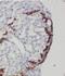 Mitochondrial Translation Release Factor 1 antibody, FNab05421, FineTest, Immunohistochemistry paraffin image 