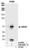 GRP-75 antibody, A305-256A, Bethyl Labs, Immunoprecipitation image 