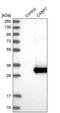 Calcium-binding protein 7 antibody, PA5-53423, Invitrogen Antibodies, Western Blot image 