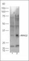 RFA2 antibody, orb4702, Biorbyt, Western Blot image 