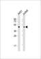 Proliferation-Associated 2G4 antibody, A02791-2, Boster Biological Technology, Western Blot image 