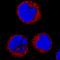 Cryptochrome Circadian Regulator 1 antibody, AF3764, R&D Systems, Immunofluorescence image 