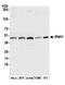 RNase H1 antibody, A305-357A, Bethyl Labs, Western Blot image 