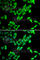 Thyroid Hormone Receptor Interactor 10 antibody, A7038, ABclonal Technology, Immunofluorescence image 