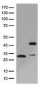 PDZ domain-containing protein GIPC1 antibody, TA811963S, Origene, Western Blot image 