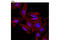 Histone H3 antibody, 12158S, Cell Signaling Technology, Immunofluorescence image 