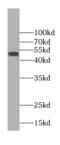 Flavin Adenine Dinucleotide Synthetase 1 antibody, FNab02942, FineTest, Western Blot image 