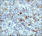 CD68 Molecule antibody, TA336488, Origene, Immunohistochemistry paraffin image 
