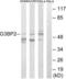 G3BP Stress Granule Assembly Factor 2 antibody, LS-B9861, Lifespan Biosciences, Western Blot image 